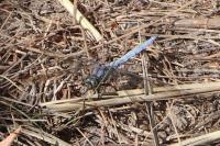 Orthetrum brunneum