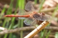 Sympetrum meridionale