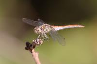 Sympetrum striolatum