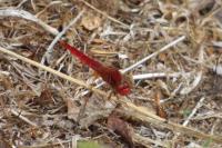 Crocothemis erythraea
