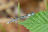 Platycnemis pennipes