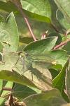 Calopteryx splendens