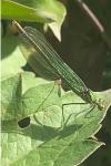 Calopteryx splendens