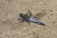 Orthetrum cancellatum