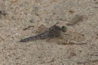 Orthetrum cancellatum