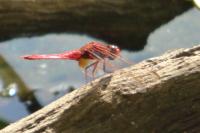 Crocothemis erythraea