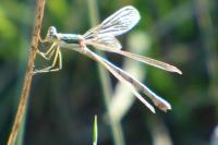 Lestes barbarus