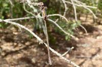 Chalcolestes viridis
