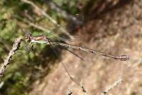 Chalcolestes viridis
