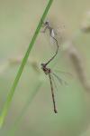 Chalcolestes viridis