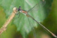 Chalcolestes viridis