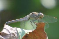 Sympetrum striolatum