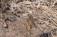 Crocothemis erythraea