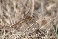Crocothemis erythraea
