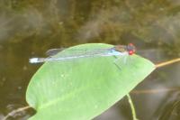 Erythromma najas