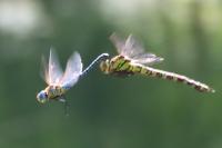 Aeshna affinis