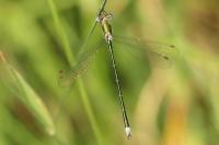 Lestes virens