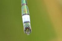 Lestes sponsa