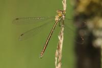 Lestes virens