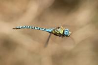 Aeshna affinis