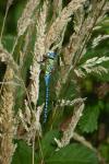 Aeshna affinis