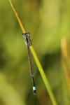 Ischnura elegans