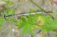 Platycnemis pennipes