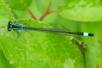 Ischnura elegans