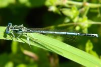 Platycnemis pennipes