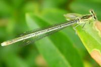 Platycnemis pennipes