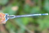 Platycnemis pennipes
