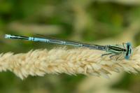 Platycnemis pennipes