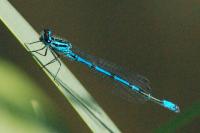 Coenagrion puella