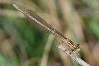 Platycnemis