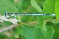 Platycnemis pennipes