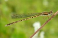 Sympecma fusca