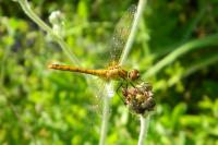 Sympetrum sanguineum