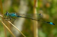 Ischnura elegans
