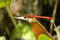 Sympetrum sanguineum
