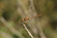 Sympetrum meridionale
