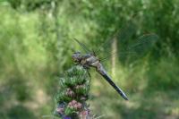 Orthetrum brunneum