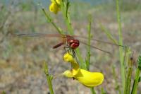 Sympetrum fonscolombii
