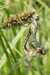 Brachytron pratense