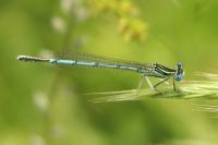Platycnemis pennipes