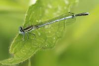 Platycnemis pennipes