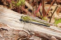 Gomphus pulchellus