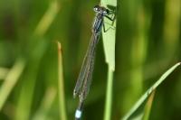 Ischnura elegans