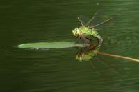 Anax imperator