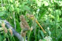 Sympetrum striolatum