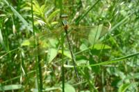 Lestes barbarus